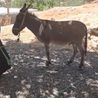 یک راس الاغ نر جوان|حیوانات مزرعه|لوداب, |دیوار