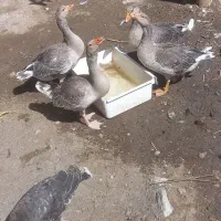 چهار عدد قاز