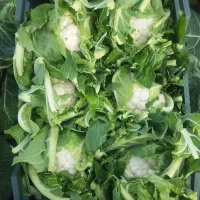 دزفول ایرانی|فعالیت داوطلبانه|اندیمشک, |دیوار