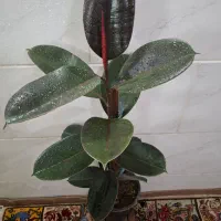 گلخانه آذرگُشَسْب گل‌های ارزان با کیفیت|گل و گیاه طبیعی|اصفهان, باغ فدک|دیوار