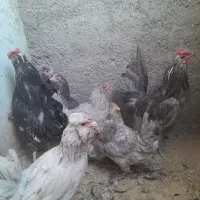 مرغ و خروس گلین|حیوانات مزرعه|پاکدشت, پاکدشت (مامازند)|دیوار