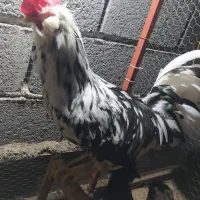 خروس ریش گلین|حیوانات مزرعه|گمیشان, |دیوار