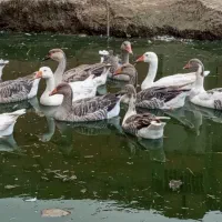 غاز قو و محلی درهم و اردک