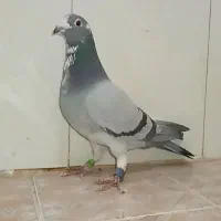 فروش کبوتر پلاکی مسافتی المانی