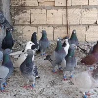 پلاکی بیرونی