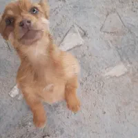 توله سگ پا کوتاه