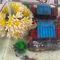 بچه ماهی گوبی