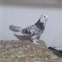 کبوتر هما سرور کاکلی ، شازده سیاه ،