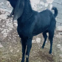 دوبر پنجاب فروشی