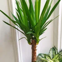 گل آگلونما، زاموفیلیا ، خاک و کود مخصوص رشد|گل و گیاه طبیعی|یزد, |دیوار