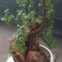 گل زینتی خاص کراسوله خرفه