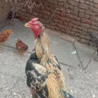 جوجه لاری و خروس