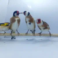 سهره گاوی|پرنده|شهریار, شهرک اداری تندگویان|دیوار