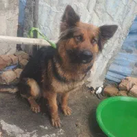 سگ ژرمن  نگهبان  فروشی