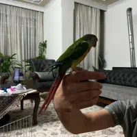 طوطی گیرینچیک دستی|پرنده|اصفهان, کوی ولی عصر|دیوار