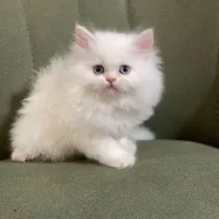 بچه گربه های اشرافی ( iran cats)|گربه|رشت, گلباغ نماز|دیوار