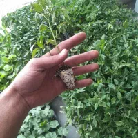 نشا گوجه و توت فرنگی