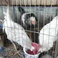 خروس|حیوانات مزرعه|مشهد, شهرک صنعتی توس|دیوار