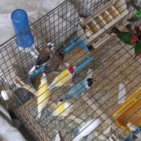 چهار جفت گلدین اماده|پرنده|قم, سید معصوم|دیوار