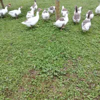 غاز محلی ، اردک اسرائیلی، مرغ و خروس محلی