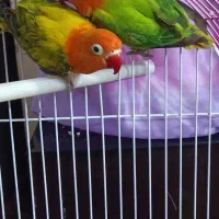 طوطی برزیلی یوینگ یک جفت|پرنده|ری, دولت‌آباد|دیوار