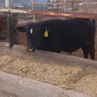 گوساله نر|حیوانات مزرعه|بوئین زهرا, |دیوار