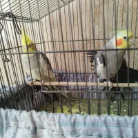 یک جفت عروس هلندی نر سخنگو