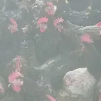 مرغ و خروس محلی اصل