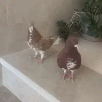 کفتر نروماده خوشرنگ