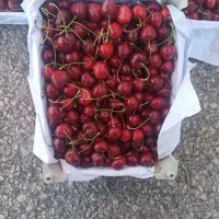 گیلاس آلبالو زردآلو مشهد