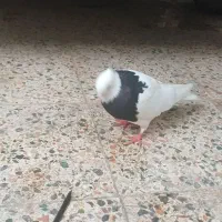 طوق سیاه ماده|پرنده|دهدشت, |دیوار