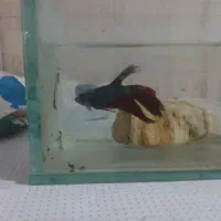 فایتر پلاکت|ماهی|تهران, هفت چنار|دیوار