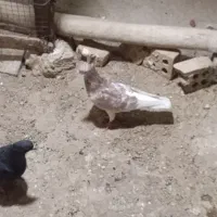 سوسنگردروستای مرعی|پرنده|سوسنگرد, |دیوار