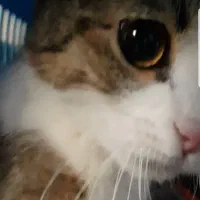 واگذاری ملوس