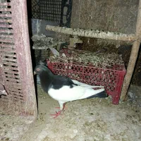 کفتر