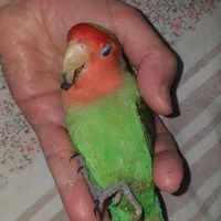 طوطی برزیلی سبز ۳۰میلیون مژدگانی|حیوانات|چهاردانگه (تهران), |دیوار