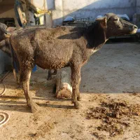 گاو گوساله گاسفند بز بره گاو میش در شادگان