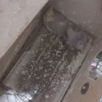 پرنده|پرنده|زارچ, |دیوار