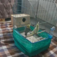 یک جفت عروس هلندی با قفس|پرنده|رشت, بلوار گیلان|دیوار