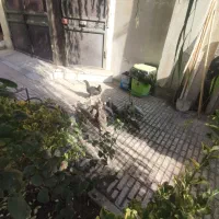 جوجه شاخدار 2ماهه