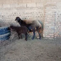 15راس گوسفند افشار بره دارجوان|حیوانات مزرعه|انبارآلوم, |دیوار