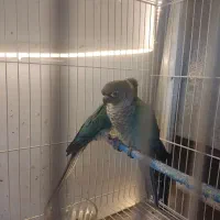 گرینچیک جوجه تراکویس۲عدد ردچیک سانچیک مونچیک|پرنده|مشهد, آزادشهر|دیوار