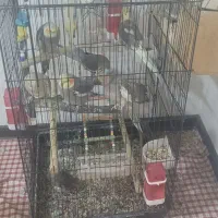 عروس هلندی نروماده|پرنده|صدرا-فارس, فاز ۲|دیوار