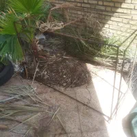 قفس|لوازم جانبی حیوانات|شوشتر, |دیوار