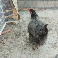 حراج|حراج|اردکان, |دیوار