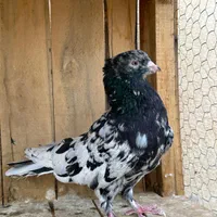 سرور نر(آیینه ای)|پرنده|تهران, شوش|دیوار