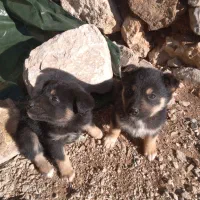 توله سگ هوتناوی