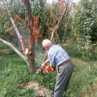 خرید درخت‌های اضافی باغ و فضای سبز