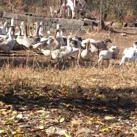 قازی خومالی  جوان