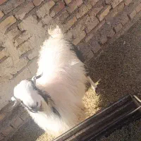 یک عدد بز چاق در خونه ای|حیوانات مزرعه|سربیشه, |دیوار